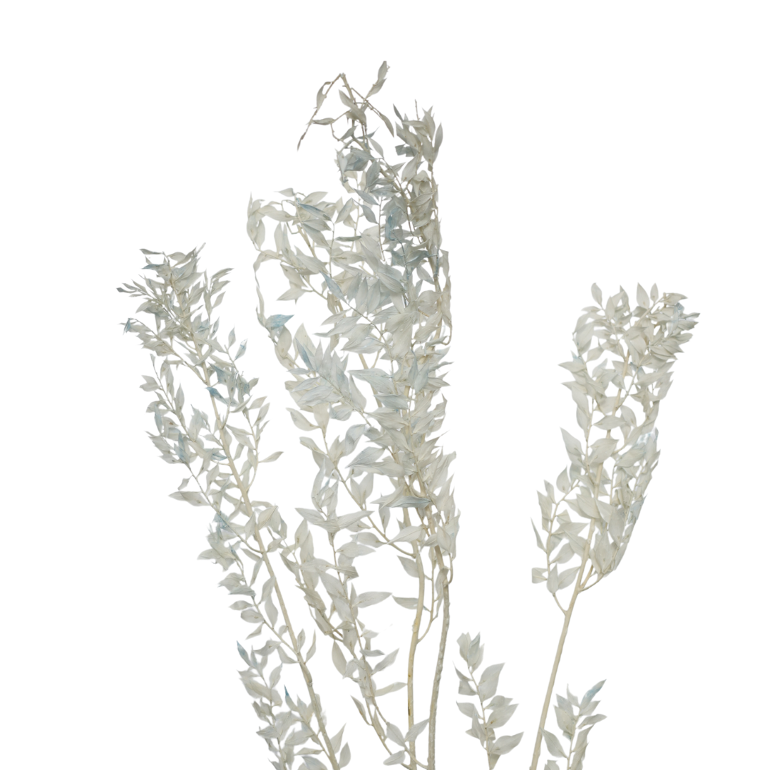 Italian Ruscus