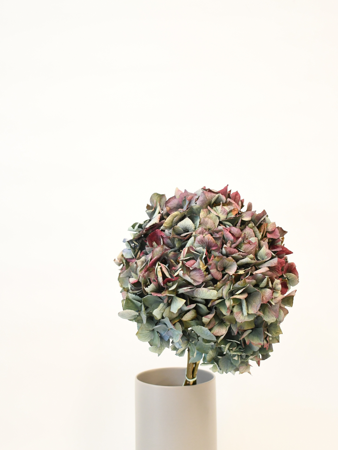 Hydrangea Kaleidoscope